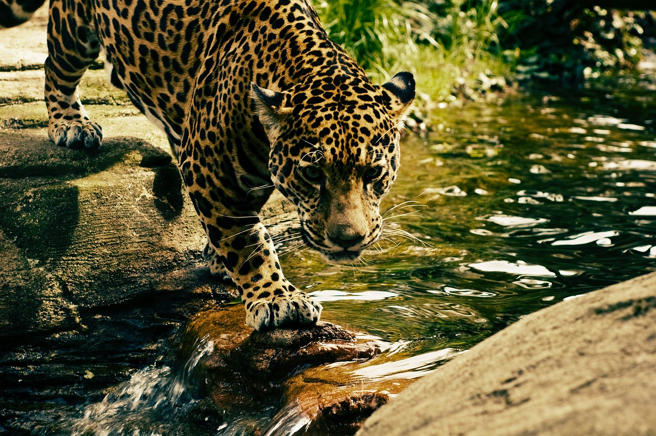 Leopard, predator, wild cat — How Reddit Streamers Enhance Your Game Day Experience