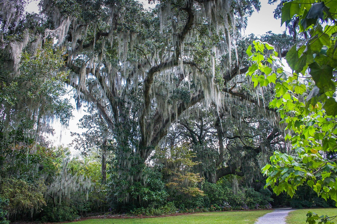 Spanish moss, epiphyte, southern live oak tree — How to Make the Most Out of Eat-and-Run Verification