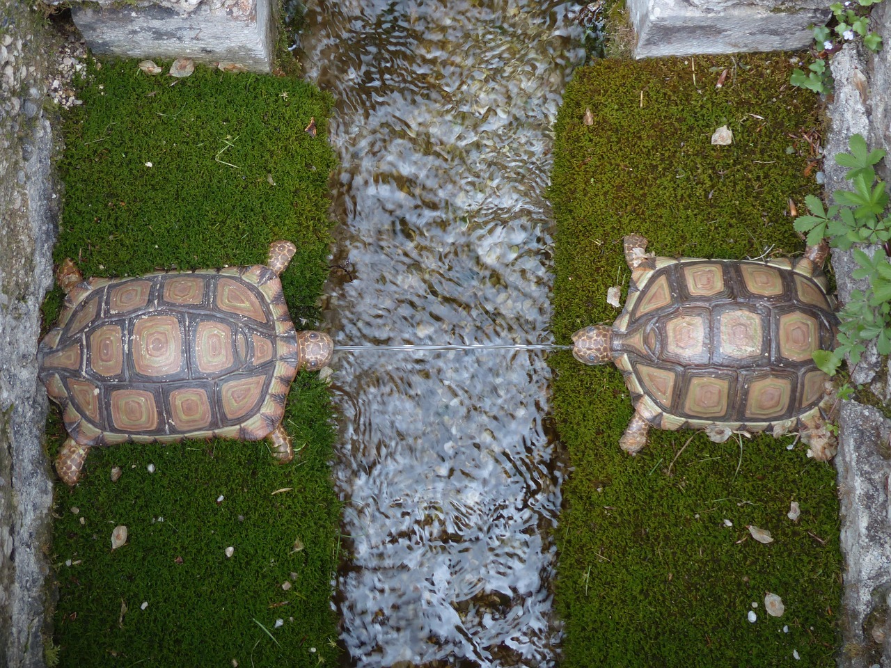 Water feature, turtles, hellbrunn — How to Report Suspicious Players on MPL Poker