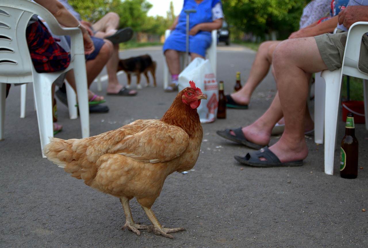 Hen, birds, village — Instant boost with Insta followers from GoreAd