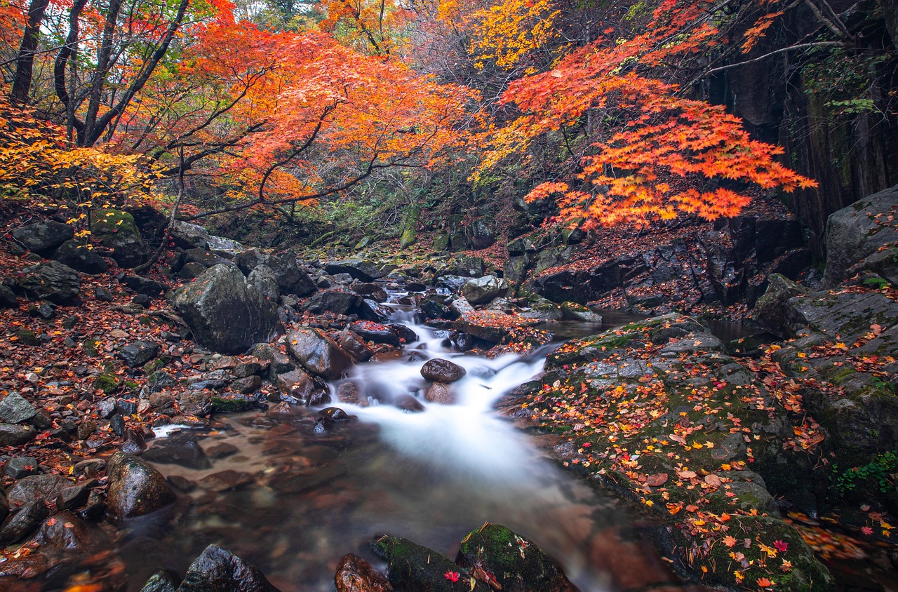 Stream, forest, autumn — Streameast Live Ensuring Smooth Viewing on Mobile and Desktop Devices
