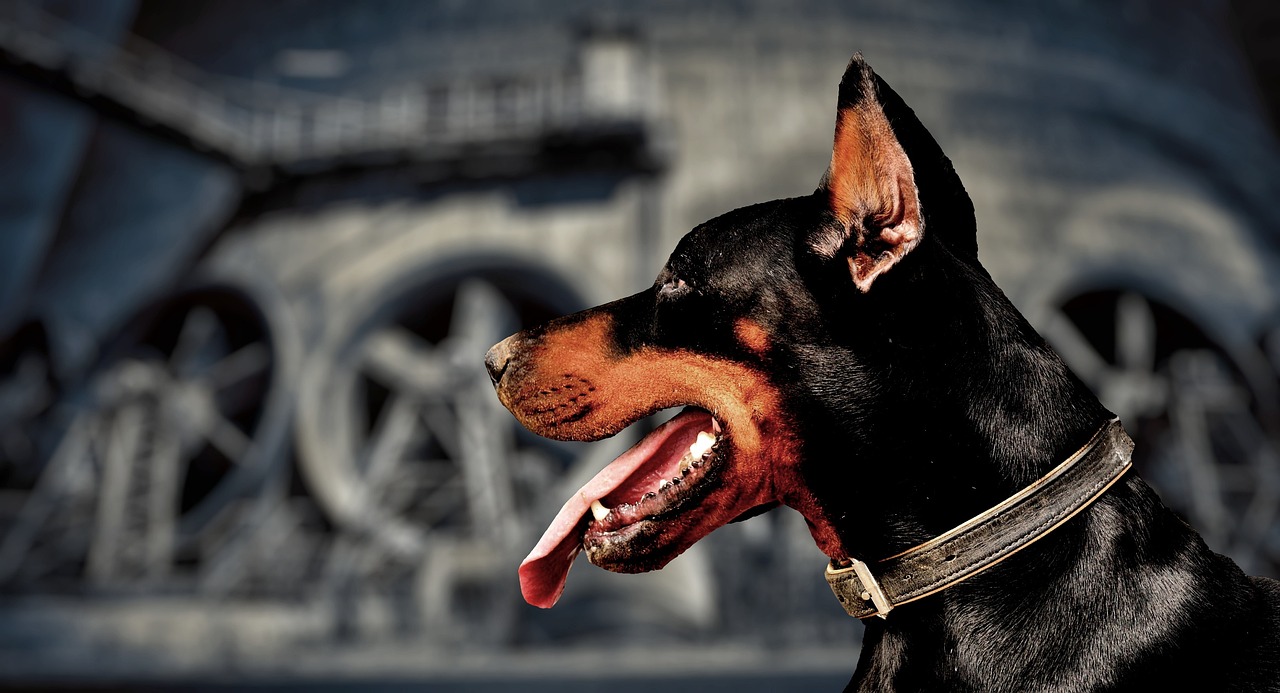 Guard dog, doberman, side — The main qualities in choosing the best malaysia forex broker platform