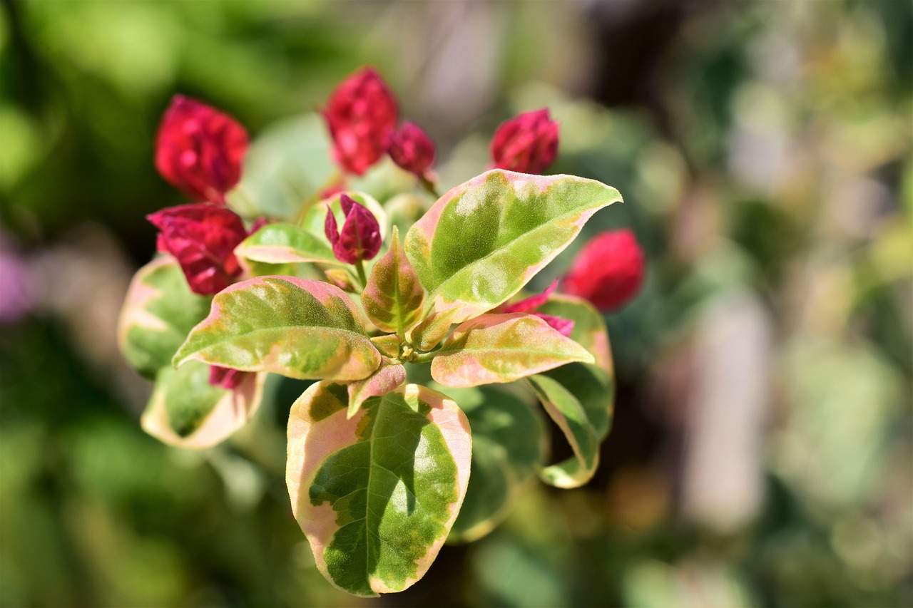 Bougainvillia, bloom red, leaves white green — What Can the Right Type of WordPress SEO Plugin Do For Me?